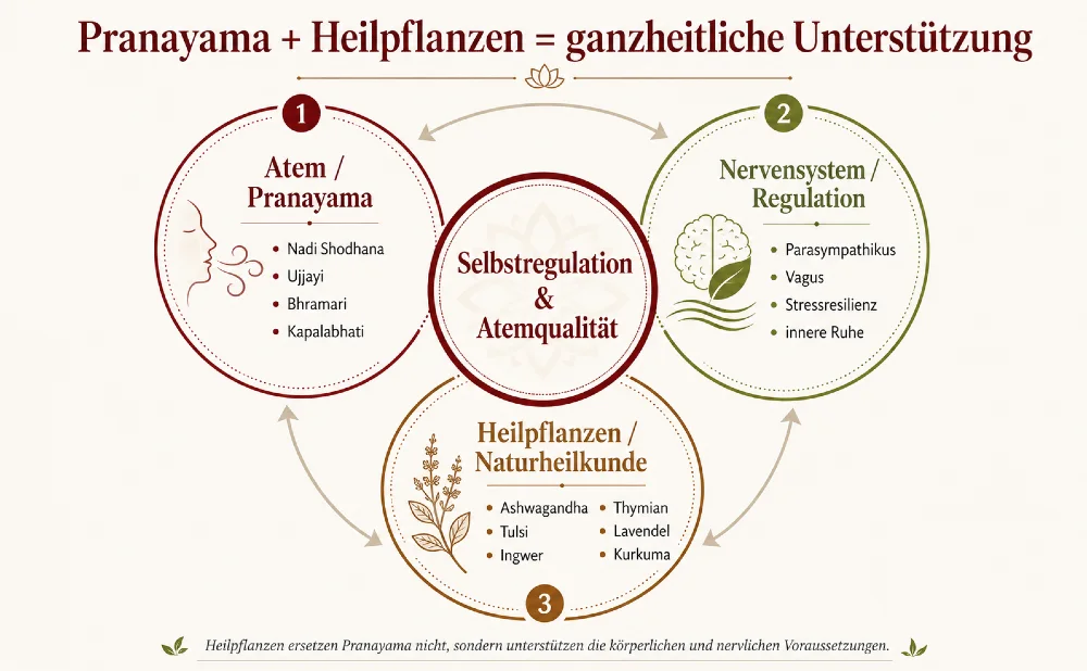 schaubild pranayama und heilpflanzen