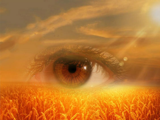 auge feld sonne 02 564