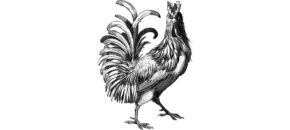 Hahn (Zeichnung)
